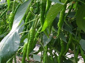 中農(nóng)共信有機(jī)瓜菜工廠加盟費用解析
