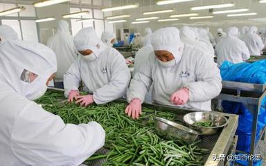 農村辦廠新機遇 精選蔬菜深加工項目，開啟致富快車道