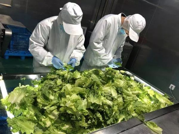 振興動態(tài) | 新品種引領(lǐng)餐桌革命，萬科農(nóng)業(yè)以即食蔬菜打開市場新藍(lán)海