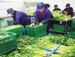 炭步蔬菜配送公司 依托冷鏈保鮮技術(shù)，打造苗木與生鮮一體化供應(yīng)鏈新標(biāo)桿
