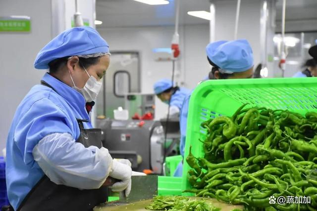 食材凈菜加工與預(yù)制菜的差異化解析 以蔬菜為例，保鮮與便利的兩大烹飪革新